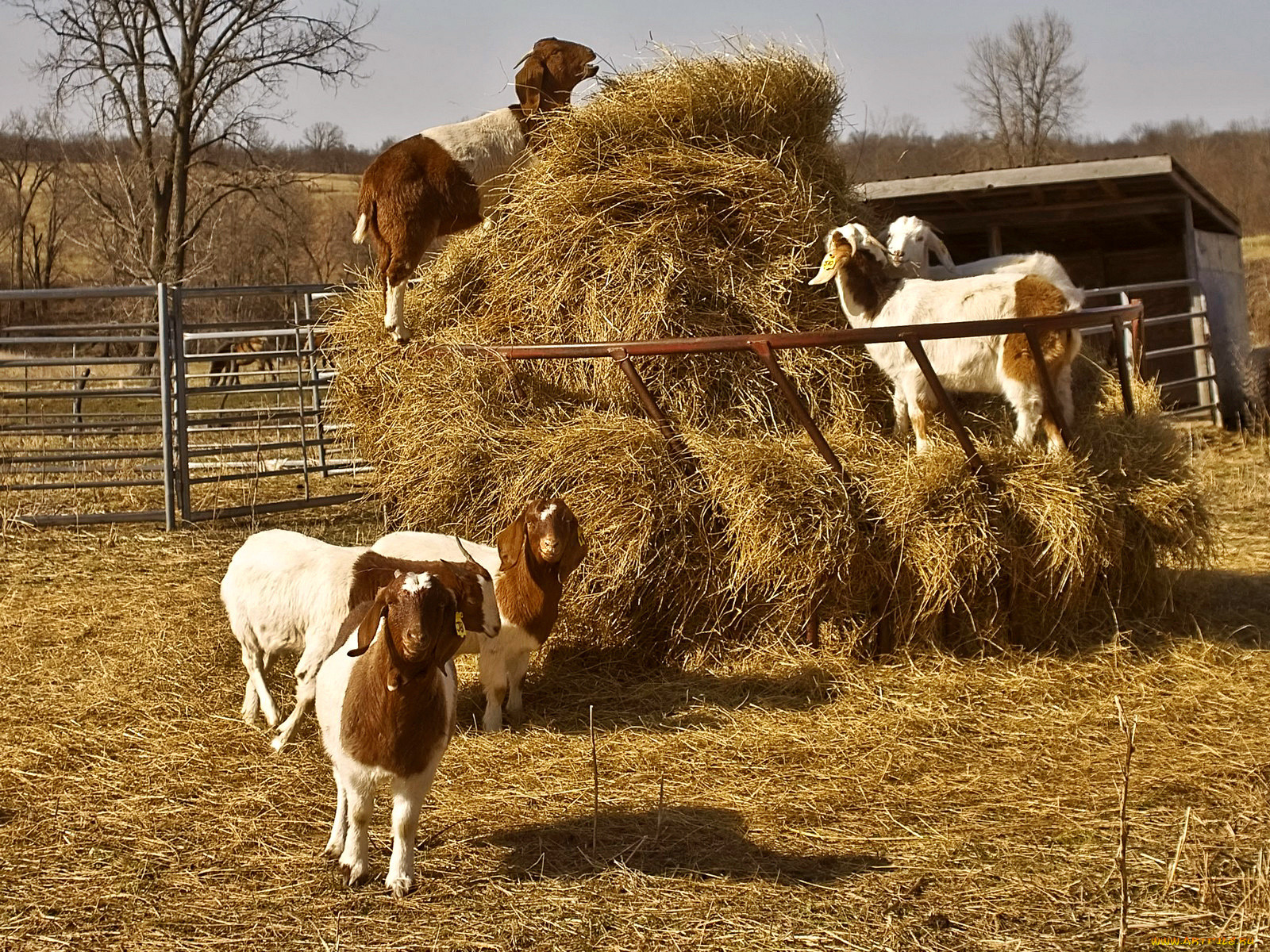 Сено для скота. Деревня сено. Коровы в деревне. Домашние сельскохозяйственные животные. Деревенские животные.